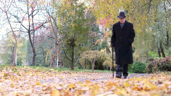 Elderly Grayhaired Man Walking in the Autumn Park a Lot of Yellow Leaves on the Sidewalk alt