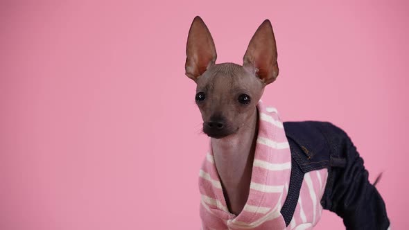 Cute Xoloitzcuintle in Black Pink Fashionable Jumpsuit in the Studio on a Pink Background alt