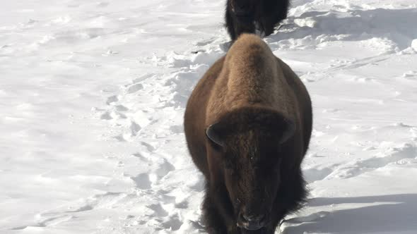 tilt up clip of two bison walking in winter snow in lamar valley of yellowstone alt