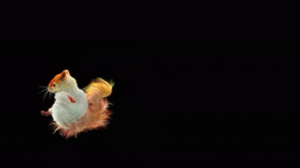 Squirrel Dancing 4K alt