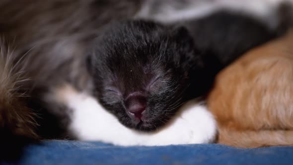 Newborn Black Blind Kitten Hisses with Eyes Closed Lies on Nursing Mother Cat alt