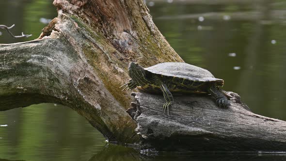 Pond Sliders AKA Red Eared Terrapin Turtles  Trachemys Scripta Elegans alt