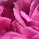 Pink Petals Peonies Slider Shot - VideoHive Item for Sale