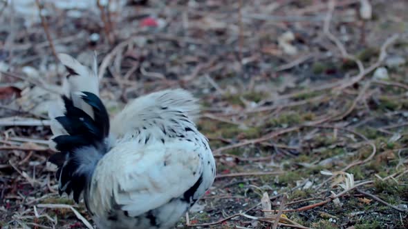 Chickens And Cock Walk On Garden. Hens On Barn Yard In Eco Farm. Chicken Feeding Traditional Rural. alt
