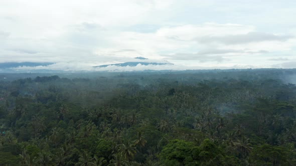 Slow Aerial Dolly Shot Over the Canopies of Palm Trees in Tropical Jungle with Large Mountain alt