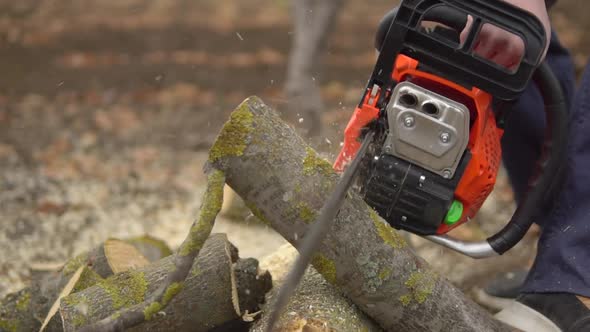 Worker Sawing Log with Chainsaw