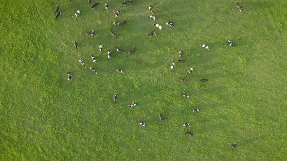 Aerial View of Cows Herd Grazing on Pasture alt