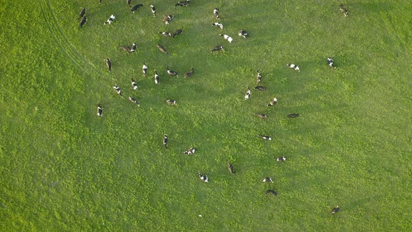 Aerial View of Cows Herd Grazing on Pasture