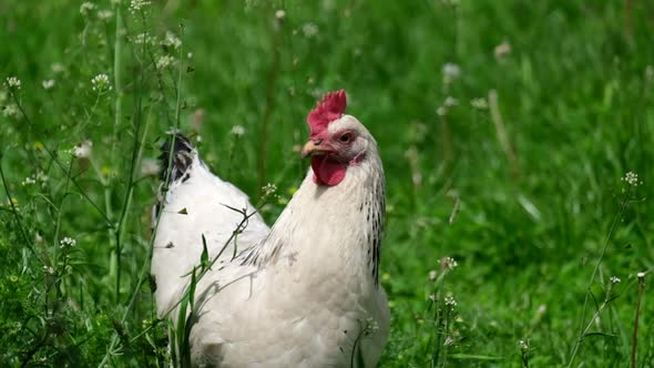 A White Chicken Walking on the Grass Eats Green Grass alt