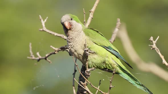 Selective focus close up shot of a monk parakeet, myiopsitta monachus; also known as quaker parrot s alt