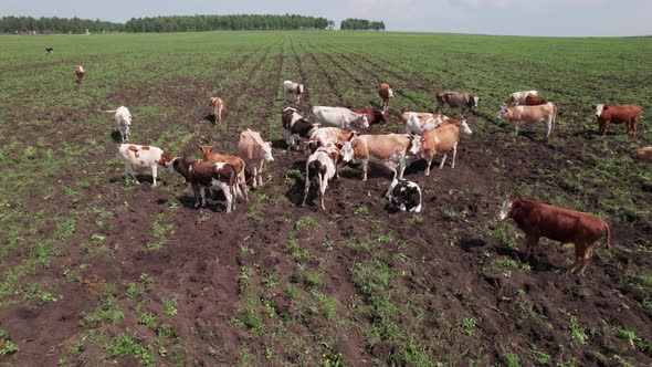 Aerial Drone Shot of Cows Grazing on Pasture Landscape alt