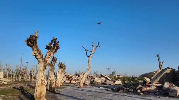 Dead trees along Epecuen historic flooded town Low angle tracking shot alt