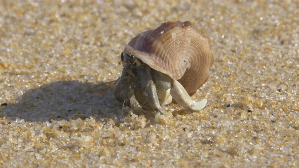 Hermit Crab alt