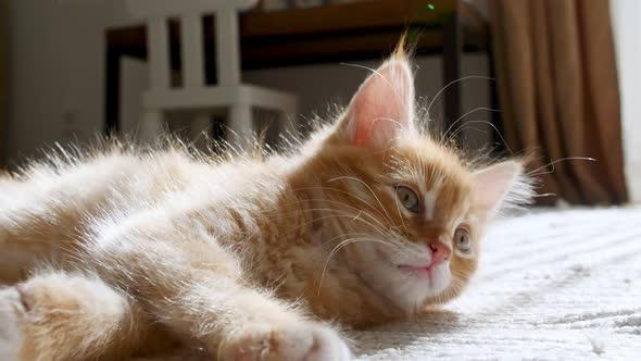 Ginger Kitten is Basking in the Lights of a Sun and Shadows alt