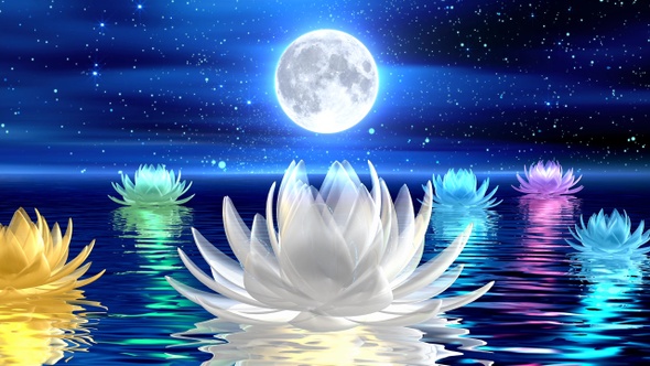 Water Lilies On Water alt