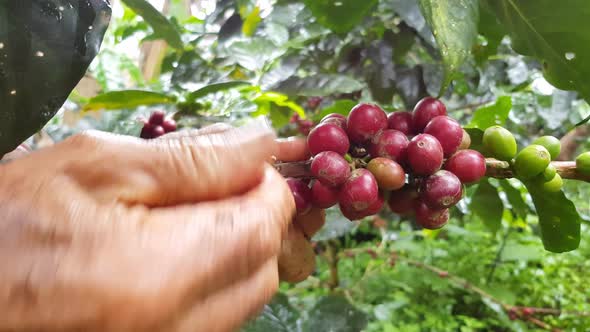 Man picking coffee from his farm alt
