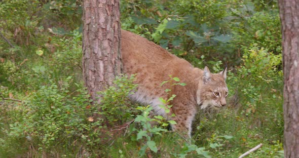 Young European Lynx Walking in the Forest a Summer Evening