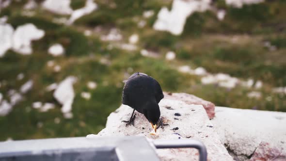 Alpine Chough Eating Bread in Mountains alt