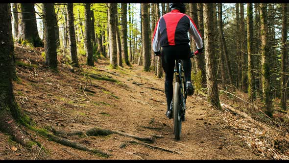 Mountain biker riding bicycle in forest alt