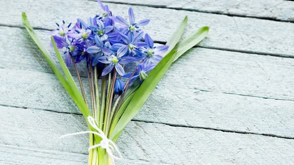 Young Little Blue Flowers in a Bouquet Lie on a Light White Wooden Background with alt