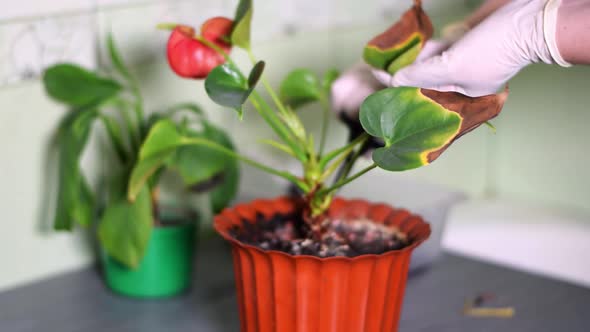 Cutting off dry leaves of the anthurium houseplant, Stock Footage ...