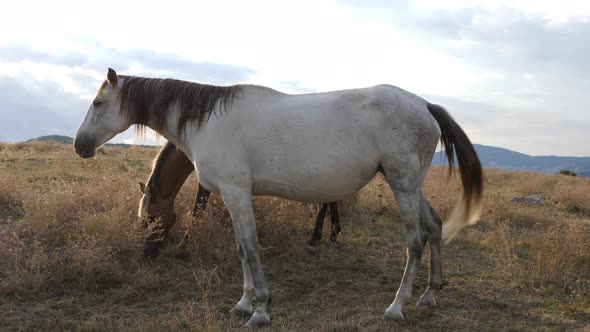 Two Horses Graze On The Dry Lawn alt
