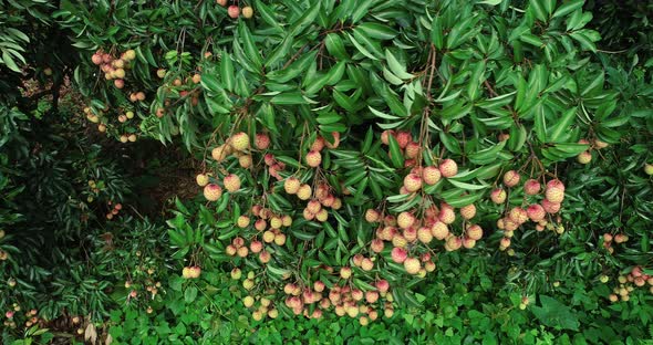 Aerial view of red lychee fruits growing on tree alt