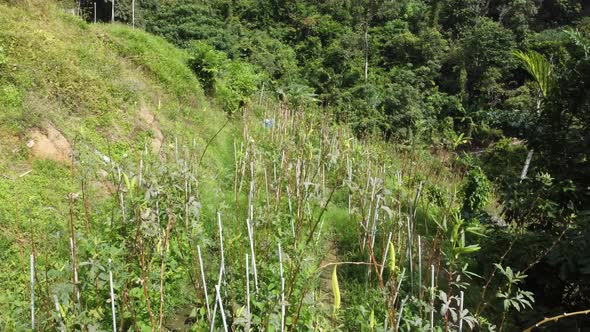 Cinematic move over lady finger alt