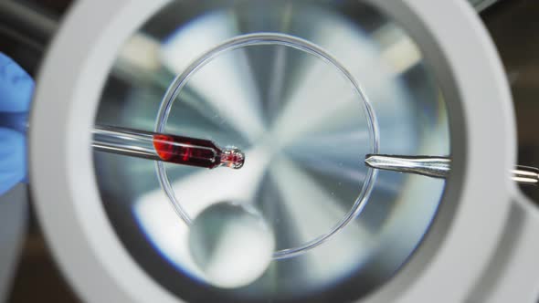 Drop of Blood Under the Microscope