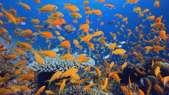 Tropical Fish Reef alt