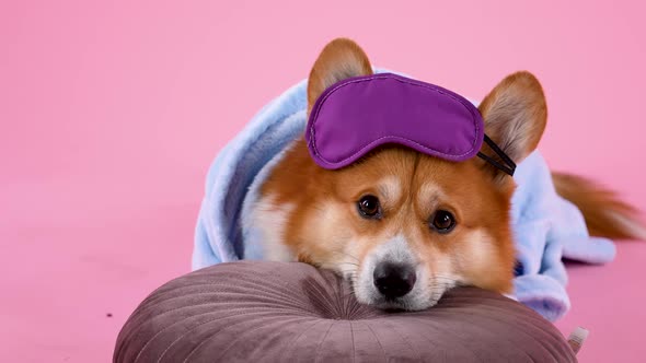 Pembroke Welsh Corgi Lies with His Head Resting on a Pillow in the Studio on a Pink Background alt