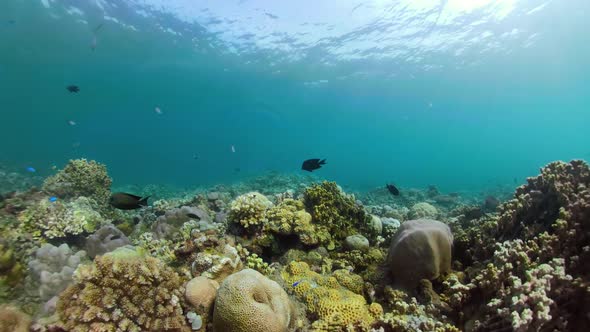 Coral Reef and Tropical Fish alt