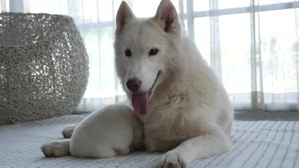 Portrait Of White Siberian Husky Mother Playing With Her Puppy Together Slow Motion alt