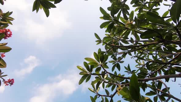 Frangipani Tree in Summer or Spring. B-Roll of Tropical Nature