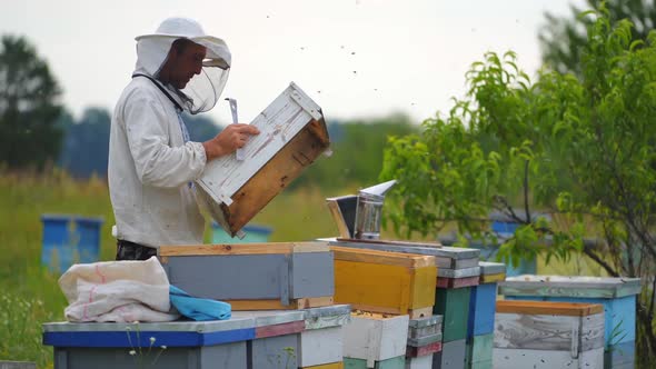 Beekeeper pulled off wooden frame from beehive and cleans in with special brush. alt