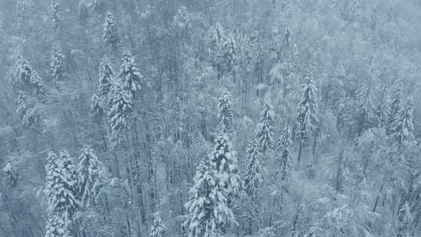 Aerial shot: spruce and pine winter forest completely covered by snow. alt