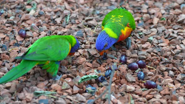 Close up shot of pretty colorful lori parrots pecking food of ground,slow motion alt