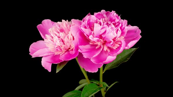 Time Lapse of Two Beautiful Pink Peony Flowers Blooming alt