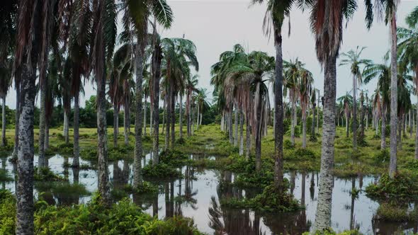 Flooded coconut plantation 