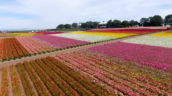 Aerial View of Flower Fields. alt