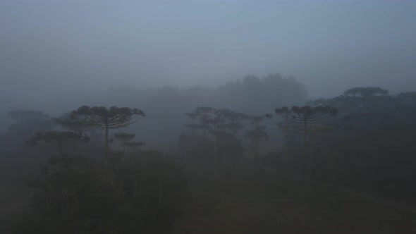 Parana Pine Trees in Fog