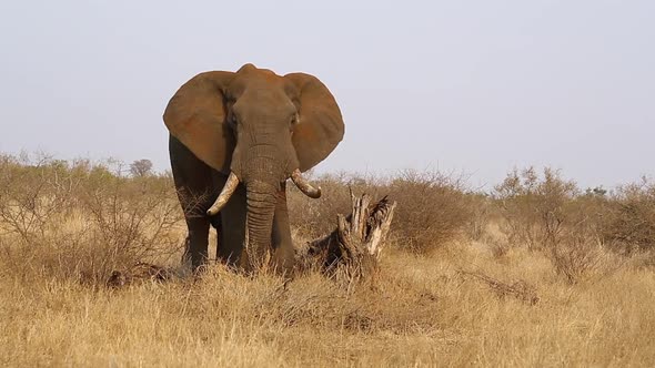 Large? tusker bull elephants, Loxodonta africana graze slowly in the summer months in long grass in alt