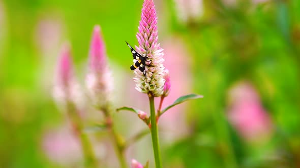 Butterfly on Pink Flower in Green Field Background alt