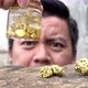Asian man looking pure gold minerals found in mines in the bottle - VideoHive Item for Sale