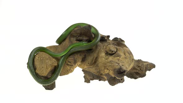 Rhinoceros Ratsnake or Rhynchophis Boulengeri. Also Known As Rhinoceros Snake, Rhino Rat Snake alt