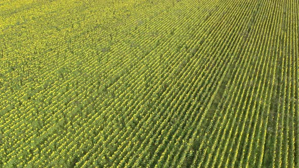High above sunflower Helianthus annuus crop 4K aerial footage