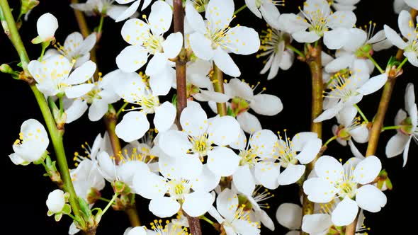 Cherry-plum White Flowers Opening in Time-lapse alt