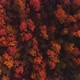 Autumn Nature Drone Shot Forest Conservation Trees - VideoHive Item for Sale