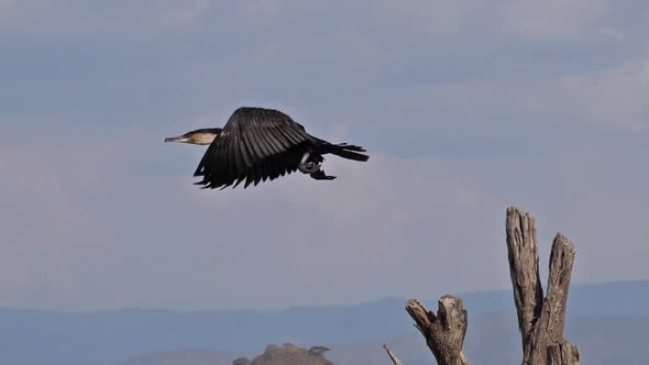 White-Breated Cormorant, phalacrocorax carbo lucidus, Adult taking off, in Flight alt
