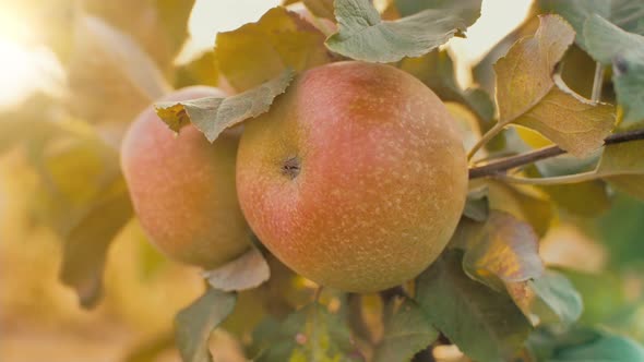 Apples on Branch at the Sunset alt